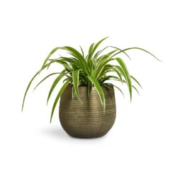 Lydia Plant Pot - Shiny Green -Indoor Plants Chlorophytum Ocean Spider Plant 12x20cm Lydia Plant Pot Shiny Green 15x13cm