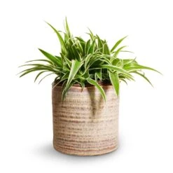 Hera Plant Pot - Ivory -Indoor Plants Chlorophytum Ocean Spider Plant 15x25cm Hera Plant Pot Ivory 17x16cm
