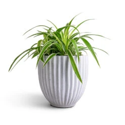 Lagos Plant Pot - Cement -Indoor Plants Chlorophytum Ocean Spider Plant 15x25cm Lagos Plant Pot Cement 20x20cm b2ab8656 f46f 42a0 8d23 d5b8fcec2c4c