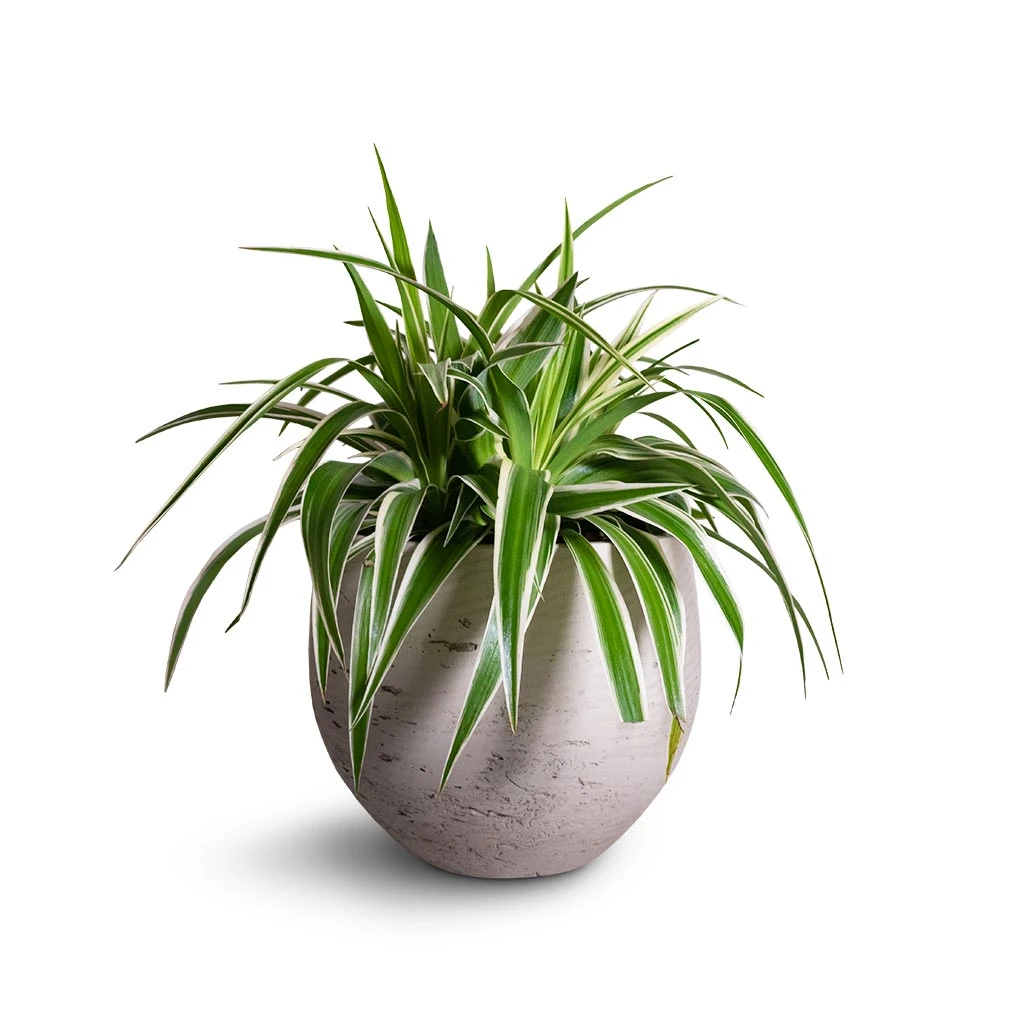 Mini Orb Kevan Plant Pot - Grey Washed 12 Mini Orb Kevan Plant Pot - Grey Washed - Image 12