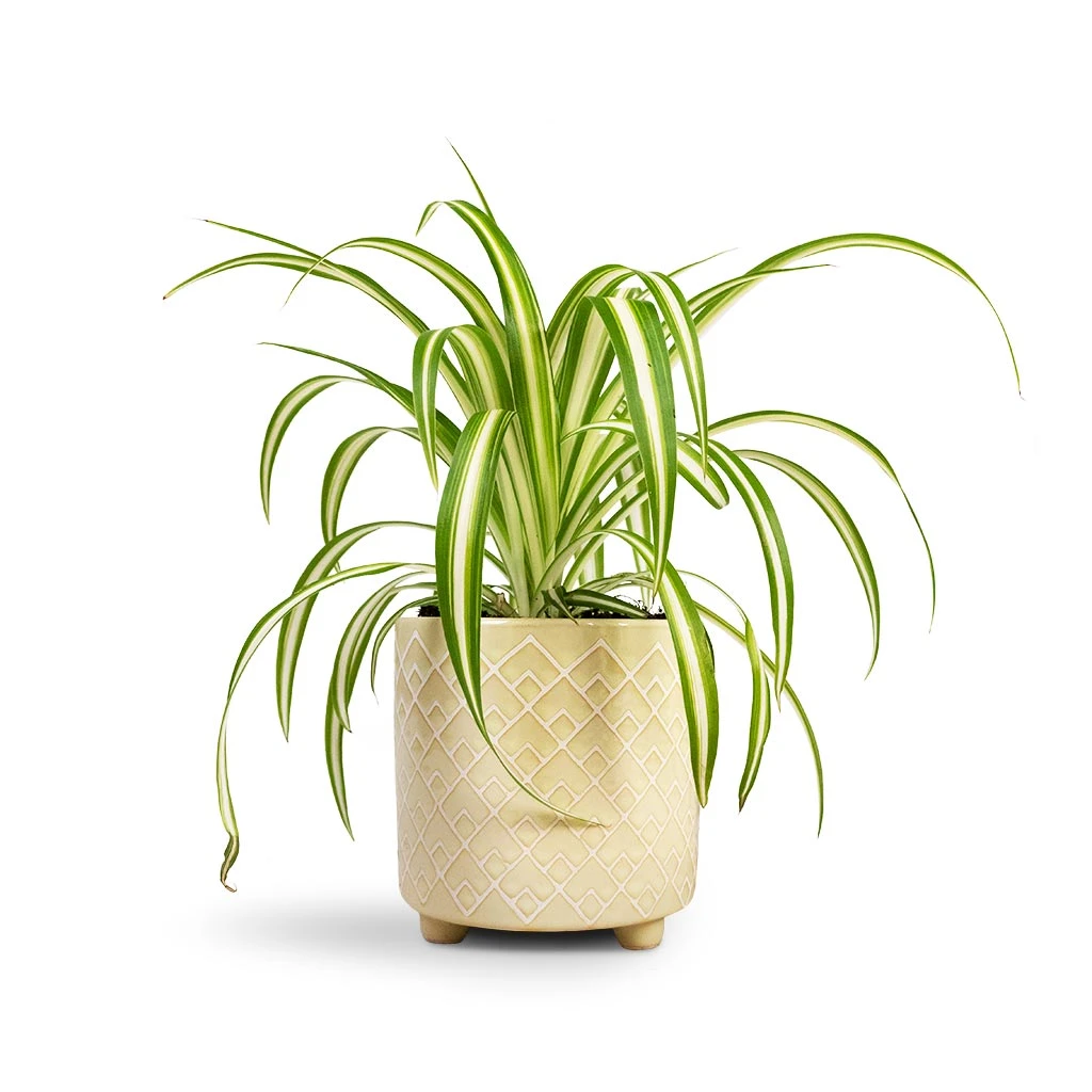 Chlorophytum Vittatum - Spider Plant 1 Chlorophytum Vittatum - Spider Plant