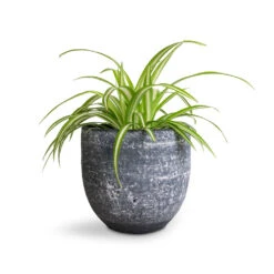 Chlorophytum Vittatum - Spider Plant 13 Chlorophytum Vittatum - Spider Plant -Indoor Plants Chlorophytum Vittatum Spider Plant 12x35cm Cas Plant Pot Anthracite 15x13cm f6d5a86b 78df 49d7 8422 877c8d2d7990