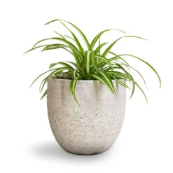 Chlorophytum Vittatum - Spider Plant 11 Chlorophytum Vittatum - Spider Plant -Indoor Plants Chlorophytum Vittatum Spider Plant 12x35cm Cas Plant Pot Cool Grey 17x15cm