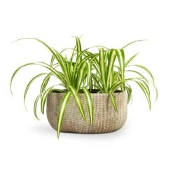 Chlorophytum Vittatum - Spider Plant 16 Chlorophytum Vittatum - Spider Plant -Indoor Plants Chlorophytum Vittatum Spider Plant 12x35cm Feico Oval Plant Bowl Mint Grey 28x15x13cm