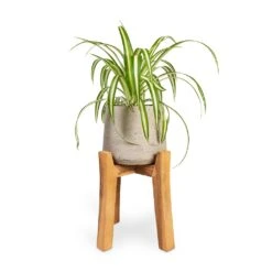 Chlorophytum Vittatum - Spider Plant 15 Chlorophytum Vittatum - Spider Plant -Indoor Plants Chlorophytum Vittatum Spider Plant 12x35cm Patt Plant Pot Tall Stand Grey Washed 23x34cm
