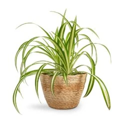 Chlorophytum Vittatum - Spider Plant 14 Chlorophytum Vittatum - Spider Plant -Indoor Plants Chlorophytum Vittatum Spider Plant 12x35cm Selin Plant Basket Jute 15x12cm 55c3b876 8b68 4f5a 8ae9 b581ca36259b