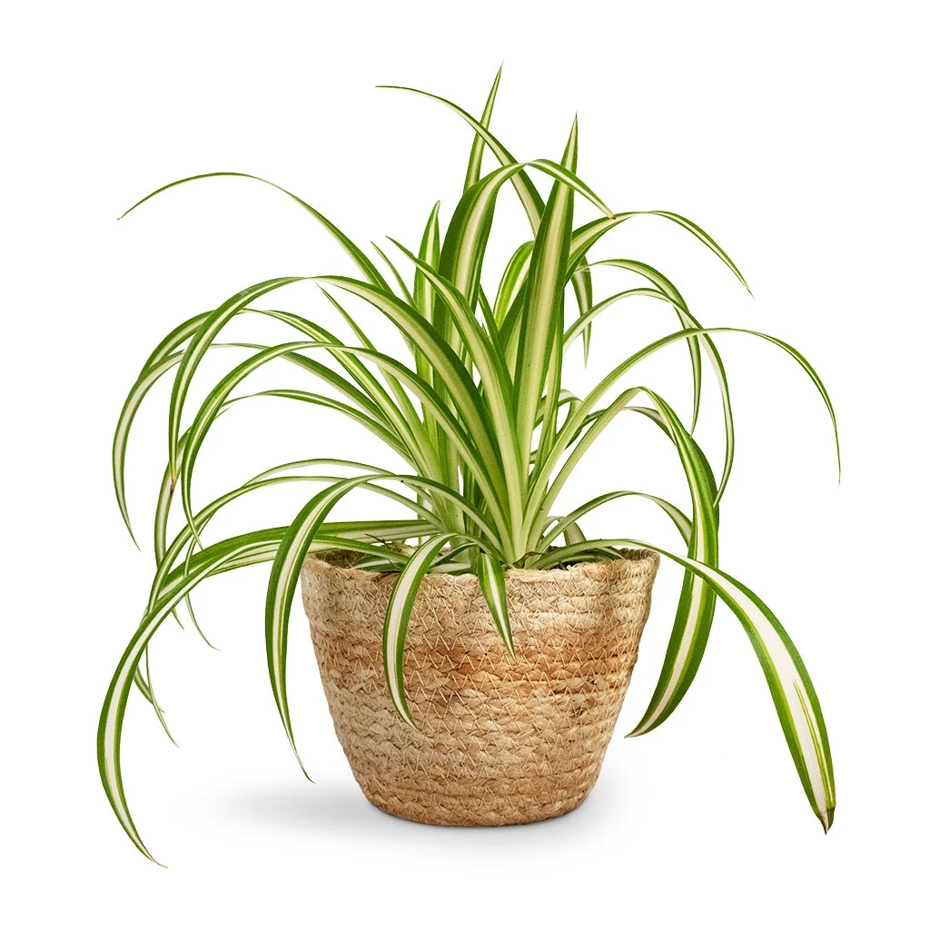 Chlorophytum Vittatum - Spider Plant 6 Chlorophytum Vittatum - Spider Plant - Image 6