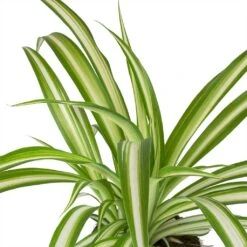 Indoor Plants -Indoor Plants Chlorophytum Vittatum Spider Plant Leaves