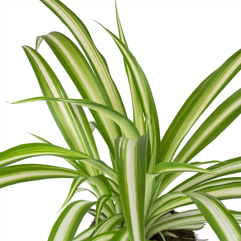 Chlorophytum Vittatum - Spider Plant 2 Chlorophytum Vittatum - Spider Plant - Image 2