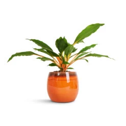 Charlotte Plant Pot - Orange -Indoor Plants Chlorophytum orchidastrum Green Orange 12x40cm Charlotte Plant Pot Orange 19x16cm 2600c6c4 a7f5 406a 878e 86c867f424c5