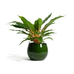 Charlotte Plant Pot - Green 25 Charlotte Plant Pot - Green -Indoor Plants Chlorophytum orchidastrum Green Orange Charlotte Plant Pot Green f13d40ff 6a85 4acc 856f af6e20ea8cad