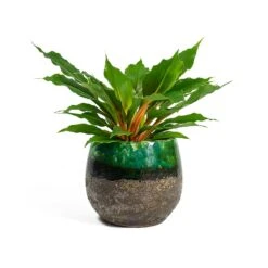 Lindy Plant Pot - Black Green -Indoor Plants Chlorophytum orchidastrum Green Orange Lindy Plant Pot Black Green