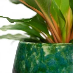 Lindy Plant Pot - Black Green -Indoor Plants Chlorophytum orchidastrum Green Orange Lindy Plant Pot Black Green Close Up