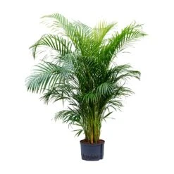 Chrysalidocarpus - Areca Palm - HydroCare -Indoor Plants Chrysalidocarpus Areca Palm Hydroculture 28 19x160cm