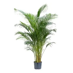 Chrysalidocarpus - Areca Palm - HydroCare -Indoor Plants Chrysalidocarpus Areca Palm Hydroculture Indoor Plant Large