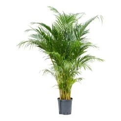 Chrysalidocarpus - Areca Palm - HydroCare
