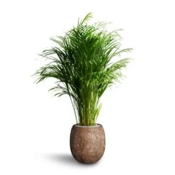 Polystone Coated Plain Balloon Planter - Rock 12 Polystone Coated Plain Balloon Planter - Rock -Indoor Plants Chrysalidocarpus Areca Palm Hydroculture Polystone Coated Plain Balloon Planter Rock 70e78fc5 64ed 42a6 b893 ea285b2a03b7