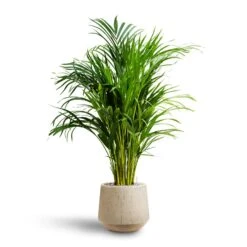 Chrysalidocarpus - Areca Palm - HydroCare -Indoor Plants Chrysalidocarpus Areca Palm Hydroculture Raindrop Egg Planter Stone
