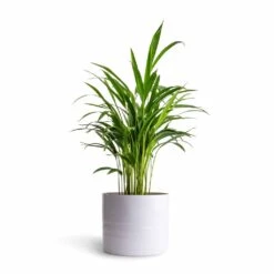 Hadleigh Plant Pot - White -Indoor Plants Chrysalidocarpus lutescens Areca Palm 14x50cmHadleigh Plant Pot White 20x17.5cm