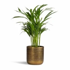 Solis Embossed Plant Pot - Gold 13 Solis Embossed Plant Pot - Gold -Indoor Plants Chrysalidocarpus lutescens Areca Palm 17x55cm Solis Embossed Plant Pot Gold 18x18cm
