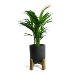 Charlie Plant Pot - Low Stand - Black Washed 8 Charlie Plant Pot - Low Stand - Black Washed -Indoor Plants Chrysalidocarpus lutescens Areca Palm Charlie Plant Pot Low Stand Black Washed
