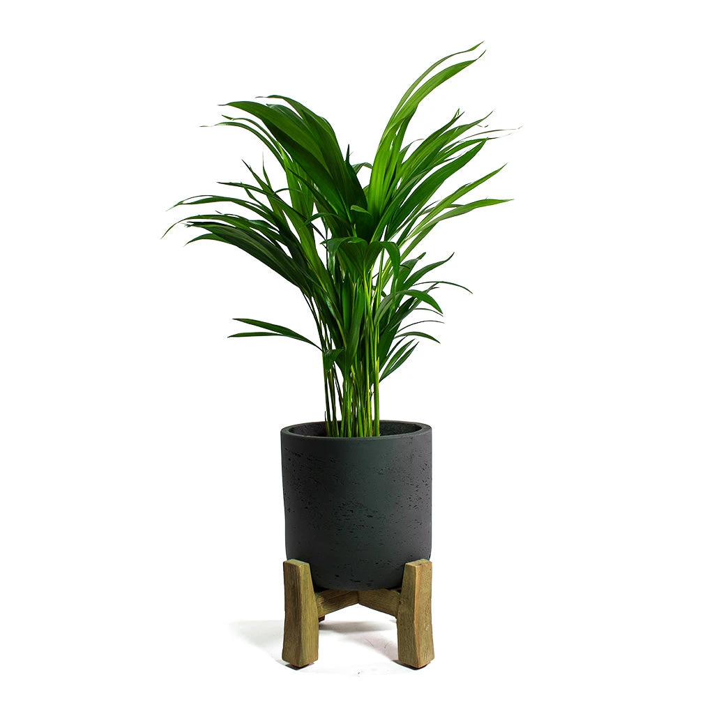 Charlie Plant Pot - Low Stand - Black Washed 3 Charlie Plant Pot - Low Stand - Black Washed - Image 3