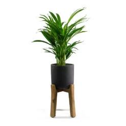 Charlie Plant Pot - Tall Stand - Black Washed -Indoor Plants Chrysalidocarpus lutescens Areca Palm Charlie Plant Pot Tall Stand Black Washed