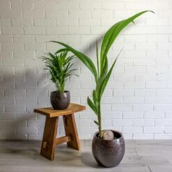 Kae Plant Pot - Mocha -Indoor Plants Chrysalidocarpus lutescens Areca Palm Cocos nucifera Coconut Palm Tree kae mocha 19cm 29cm plant pot