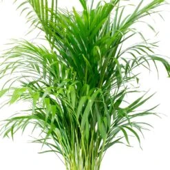 Chrysalidocarpus - Areca Palm - HydroCare -Indoor Plants Chrysalidocarpus lutescens Areca Palm Leaves e8fcecef 1c2a 4d92 962c c93ae4f90fa8