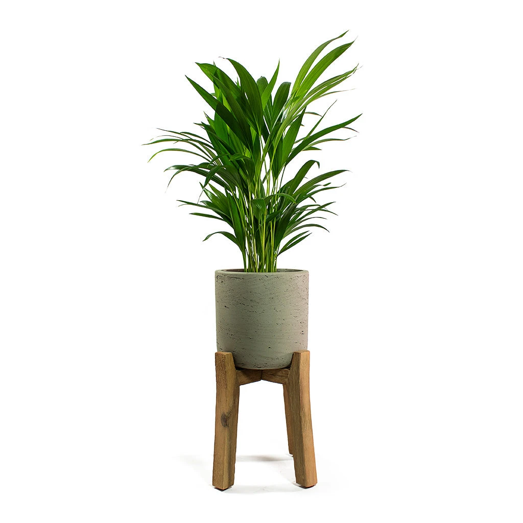 Charlie Plant Pot - Tall Stand - Grey Washed 5 Charlie Plant Pot - Tall Stand - Grey Washed - Image 5