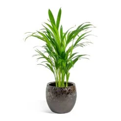 Kae Plant Pot - Mocha -Indoor Plants Chrysalidocarpus lutescens Areca Palm kae mocha 19cm plant pot 8bd74c90 1a8a 43d7 bc0a 9cd48dc7a83d