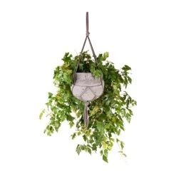 Cissus Rhombifolia Ellen Dancia - Grape Ivy -Indoor Plants Cissus rhombifolia Ellen Dancia Grape Ivy 17x40cm Hans Hanging Plant Pot Laterite Grey 22x19cm