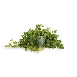 Cissus Rhombifolia Ellen Dancia - Grape Ivy -Indoor Plants Cissus rhombifolia Ellen Dancia Grape Ivy 17x40cm Kaat Plant Pot Green 20x20cm