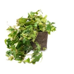 Cissus Rhombifolia Ellen Dancia - Grape Ivy -Indoor Plants Cissus rhombifolia Ellen Dancia Grape Ivy 17x40cm Selin Plant Basket Black Weave 22x19cm
