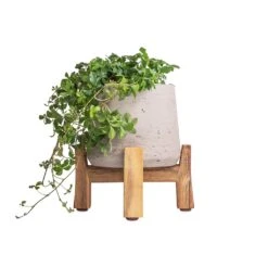 Patt Plant Pot - Low Stand - Grey Washed -Indoor Plants Cissus striata parthenocissus Verona Vein 12x20cm Patt Plant Pot Low Stand Grey Washed 20x21cm 3 f20ec235 e683 4e3f 990d 160bbea37e66
