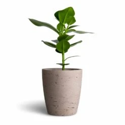 Gerben Plant Pot - Grey Washed 12 Gerben Plant Pot - Grey Washed -Indoor Plants Clusia rosea Princess Autograph Tree 12x30cm Gerben Plant Pot Grey Washed 15x16cm