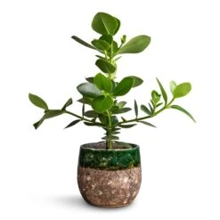 Lindy Plant Pot - Black Green -Indoor Plants Clusia rosea Princess Autograph Tree 17x55cm Lindy Plant Pot Black Green 23x20cm a8ac1a7b 3736 473e bdab 0f23f4298ae1