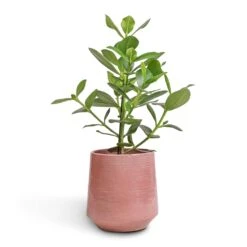 Remi Plant Pot - Pink 10 Remi Plant Pot - Pink -Indoor Plants Clusia rosea Princess Autograph Tree 17x55cm Remi Plant Pot Pink 23x25cm