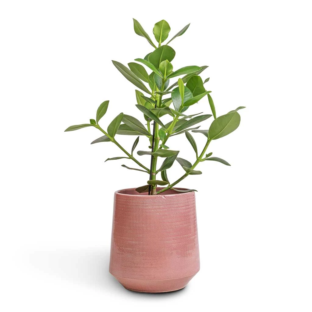 Remi Plant Pot - Pink 3 Remi Plant Pot - Pink - Image 3