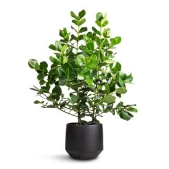 Norell Plant Pot - Black -Indoor Plants Clusia rosea Princess Autograph Tree 30x100cm Norell Plant Pot Black 32x30cm 3c33ce30 5050 48d5 a842 879b28e4461b