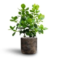 Luxe Lite Wrinkle Cylinder Planter - Bronze -Indoor Plants Clusia rosea Princess Autograph Tree Hydroculture Luxe Lite Wrinkle Cylinder Planter Bronze