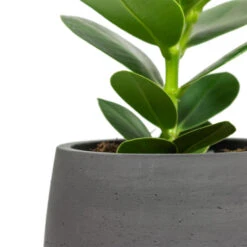 Mini Pixie Plant Pot - Black Washed 13 Mini Pixie Plant Pot - Black Washed -Indoor Plants Clusia rosea Princess Autograph Tree Mini Pixie Plant Pot Black Washed Close Up