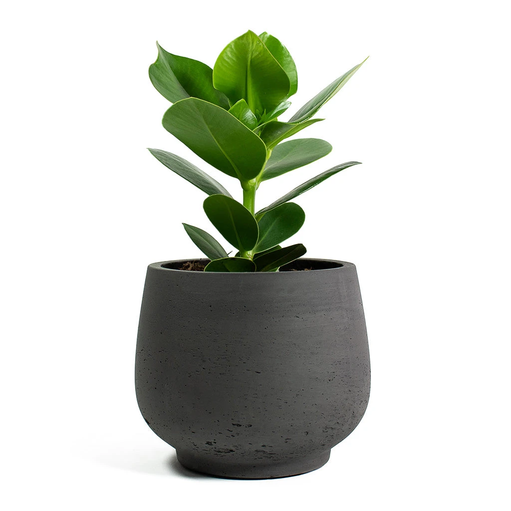 Mini Pixie Plant Pot - Black Washed 7 Mini Pixie Plant Pot - Black Washed - Image 7