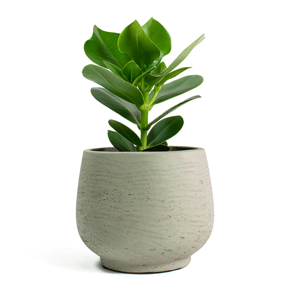 Mini Pixie Plant Pot - Grey Washed 6 Mini Pixie Plant Pot - Grey Washed - Image 6