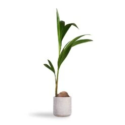 Cocos Nucifera - Coconut Palm Tree -Indoor Plants Cocos nucifera Coconut Palm Tree 19x120cm Angle Cylinder Plant Pot White 24x24cm e992d134 67d9 4319 9a8a 68a39042db3b