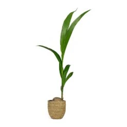 Cocos Nucifera - Coconut Palm Tree -Indoor Plants Cocos nucifera Coconut Palm Tree Cody Plant Pot Straw Grass