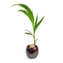 Kae Plant Pot - Mocha -Indoor Plants Cocos nucifera Coconut Palm Tree kae mocha 29cm plant pot 31c40d77 bf66 4c5a b14c 68acfcaf0165