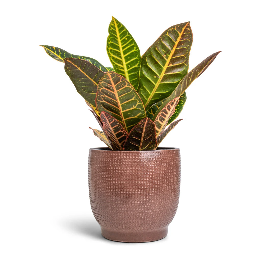 Lykke Plant Pot - Chestnut Blush 2 Lykke Plant Pot - Chestnut Blush - Image 2