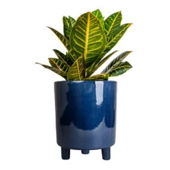 Pisa Plant Pot - Navy -Indoor Plants Codiaeum Petra Croton 17x45cm Pisa Plant Pot Navy 20x24cm