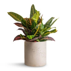 Puk Plant Pot - Grey Washed -Indoor Plants Codiaeum Petra Croton 17x45cm Puk Plant Pot Grey Washed 20x20cm 326d2f71 9373 4f0c 98dc 17e3a13ff2b3